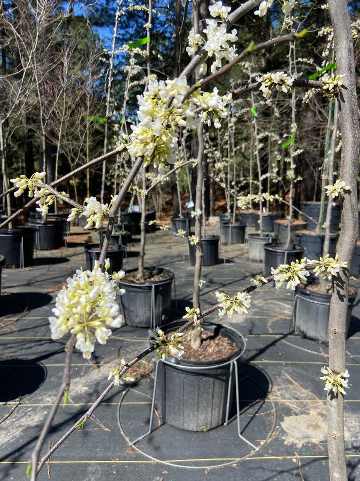 Vanilla Twist Weeping Redbud - image 3