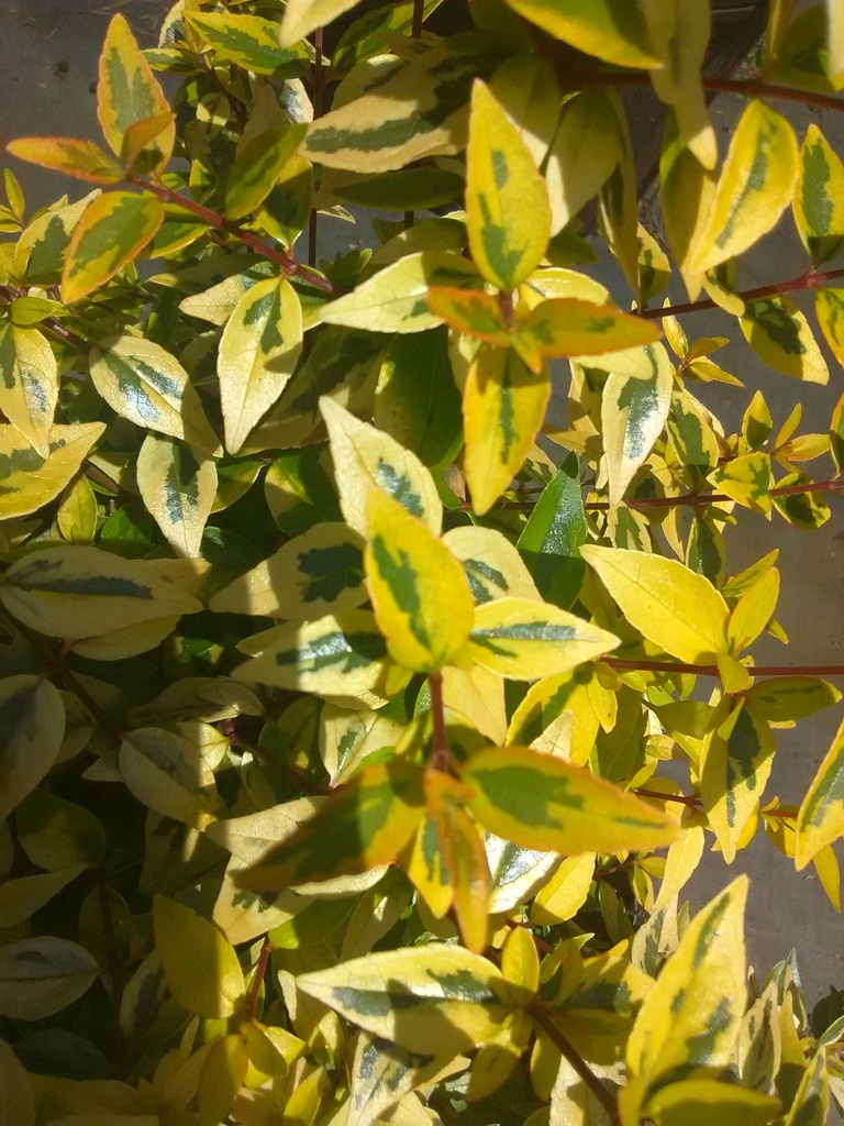 Kaleidoscope Abelia – Variegated Compact Flowering Shrub - image 2