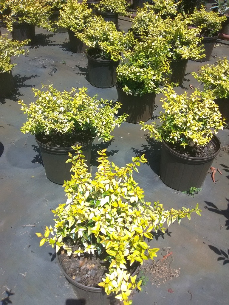 Kaleidoscope Abelia – Variegated Compact Flowering Shrub - image 3
