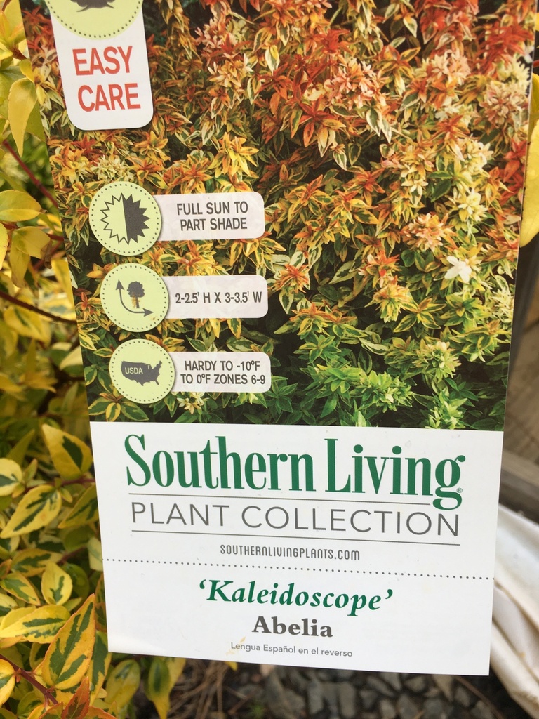 Kaleidoscope Abelia – Variegated Compact Flowering Shrub - image 4