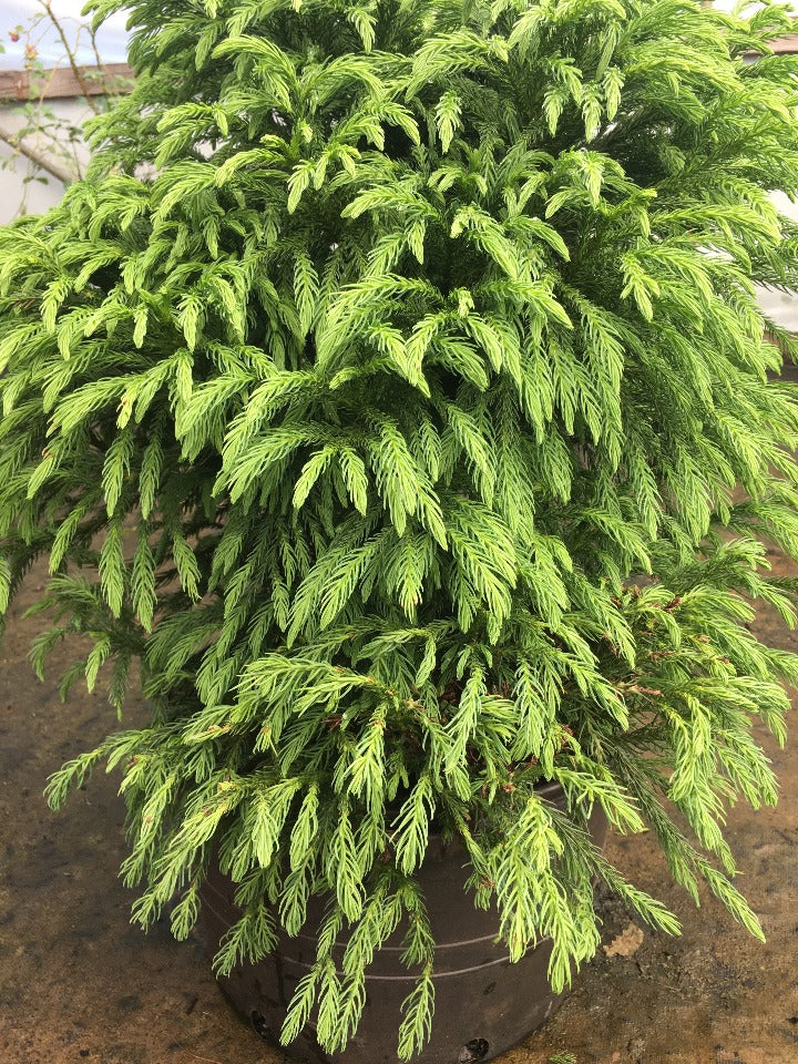 Globosa Nana Dwarf Japanese Cedar (Cryptomeria japonica) - image 2