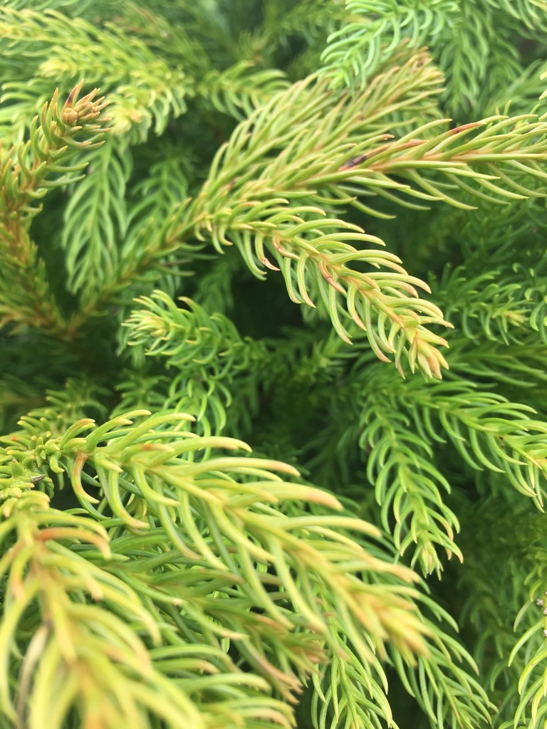 Globosa Nana Dwarf Japanese Cedar (Cryptomeria japonica) - image 3