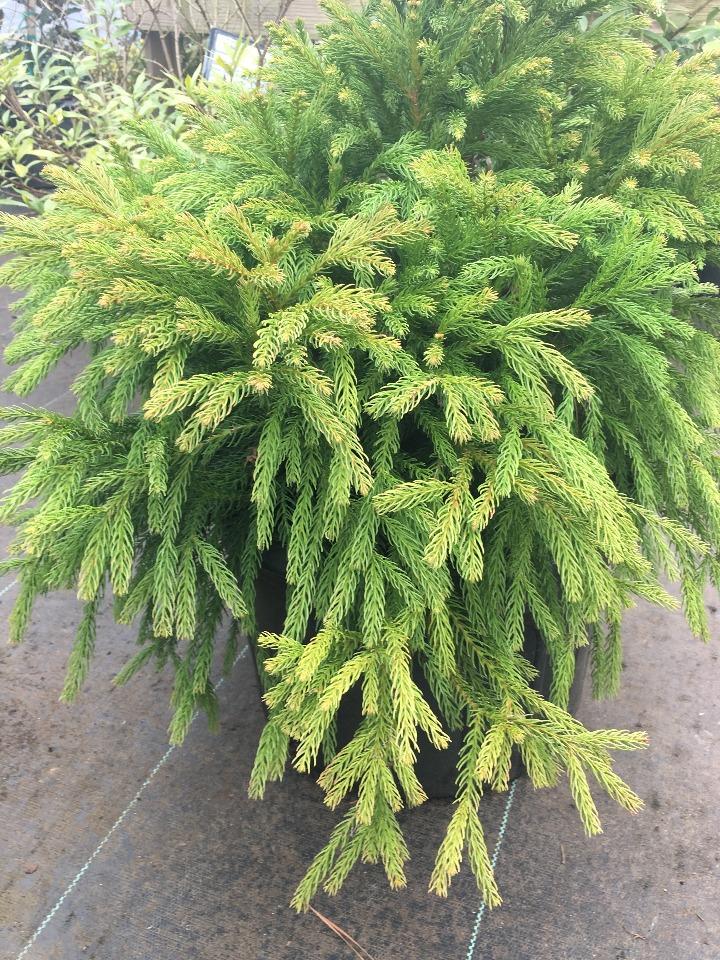 Globosa Nana Dwarf Japanese Cedar (Cryptomeria japonica) - image 4