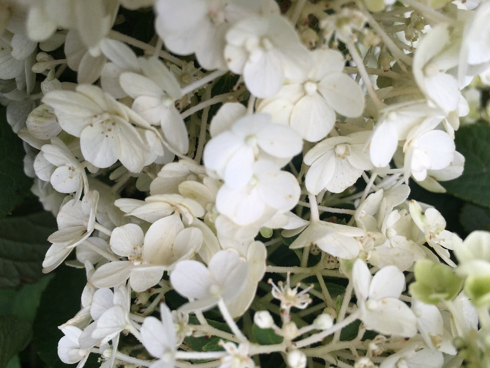 Bobo Dwarf Hydrangea (Hydrangea paniculata 'Ilvobo') - image 2