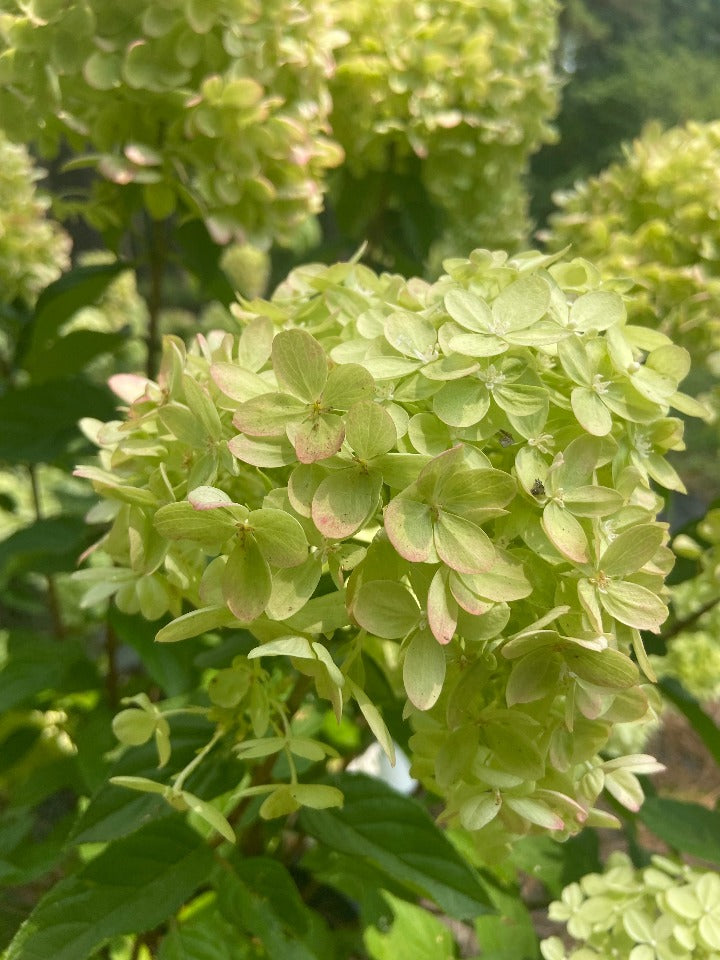 Little Lime Hydrangea (Hydrangea paniculata 'Jane') - image 2