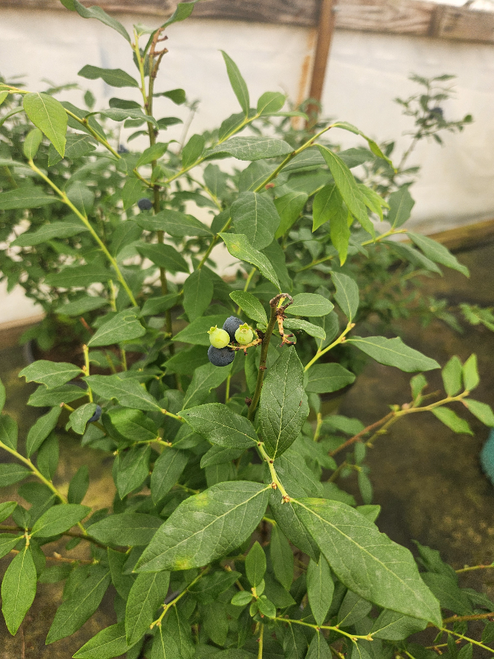 Perpetua Blueberry - Double-Fruiting Self-Pollinating Shrub - image 2