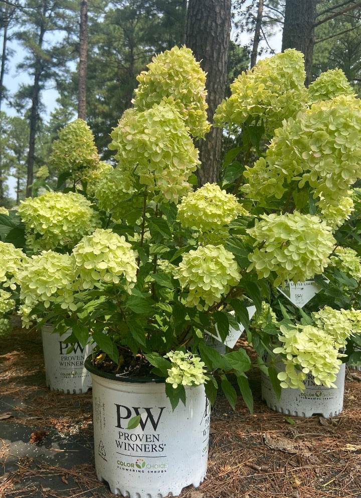 Little Lime Hydrangea (Hydrangea paniculata 'Jane') - image 3