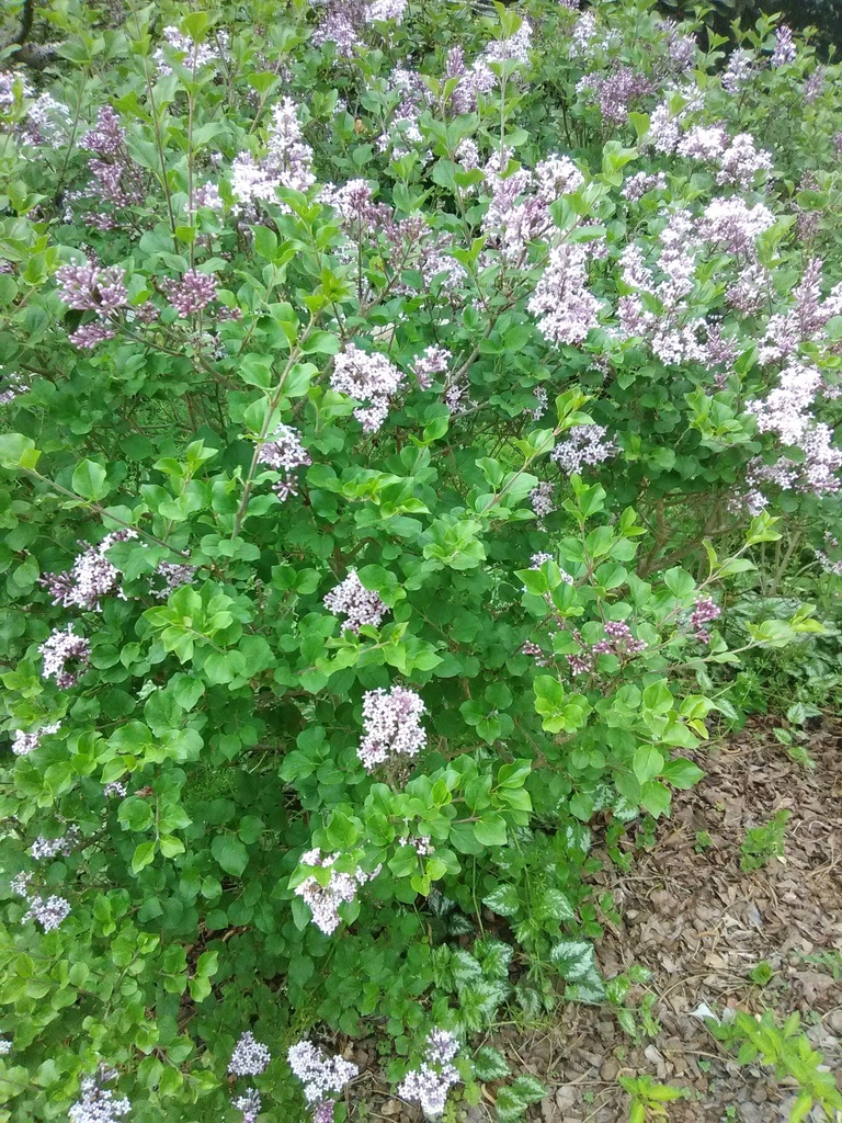 Bloomerang Purple Lilac - Reblooming Fragrant Shrub - image 2