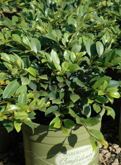 Emerald Heights Distylium - Evergreen Flowering Shrub - image 2