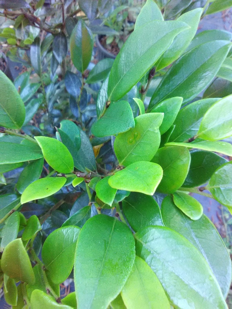 Emerald Heights Distylium - Evergreen Flowering Shrub - image 3
