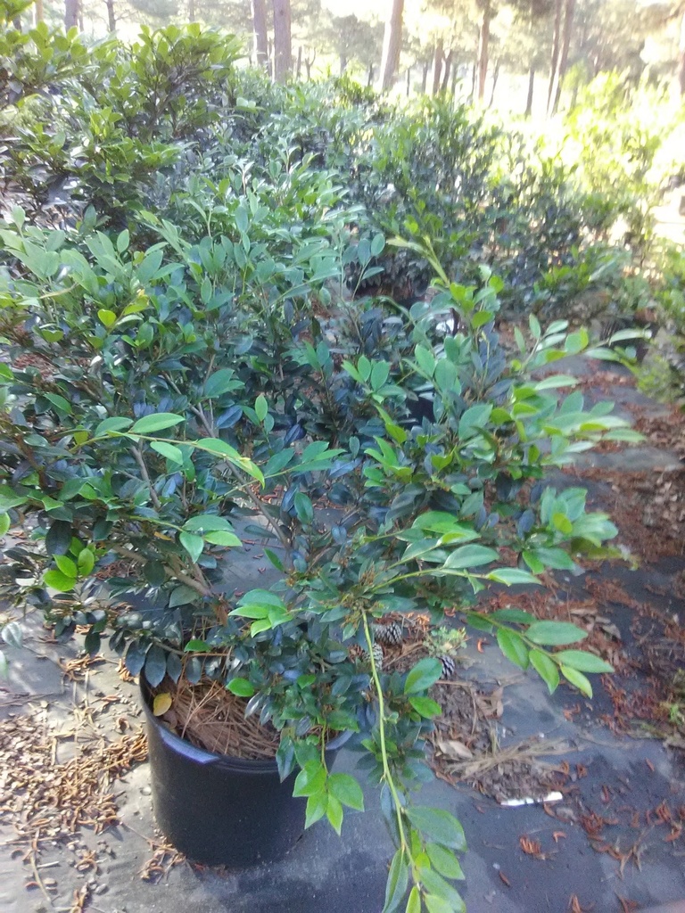 Emerald Heights Distylium - Evergreen Flowering Shrub - image 4