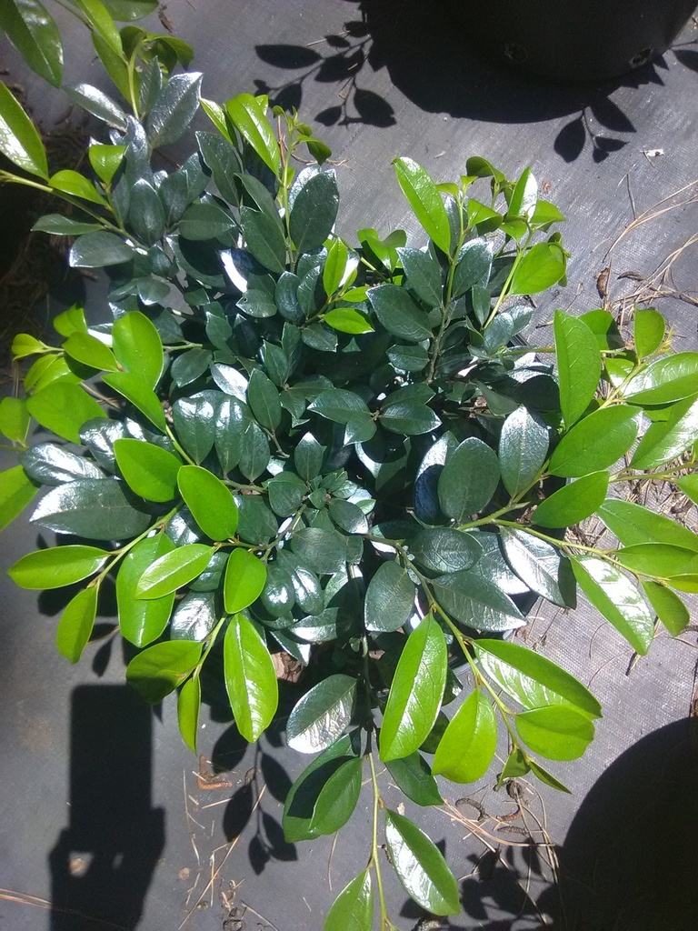 Emerald Heights Distylium - Evergreen Flowering Shrub - image 5