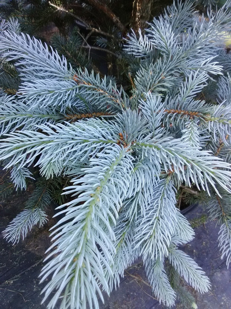 Fat Albert Colorado Blue Spruce | Picea pungens 'Fat Albert' - image 2