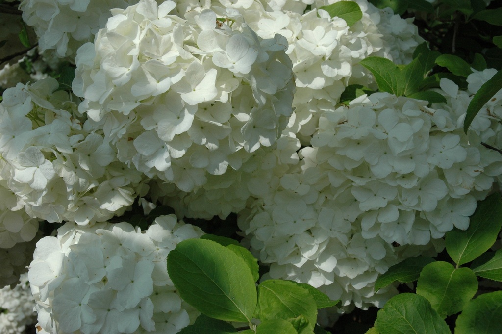 Chinese Snowball Viburnum - image 2