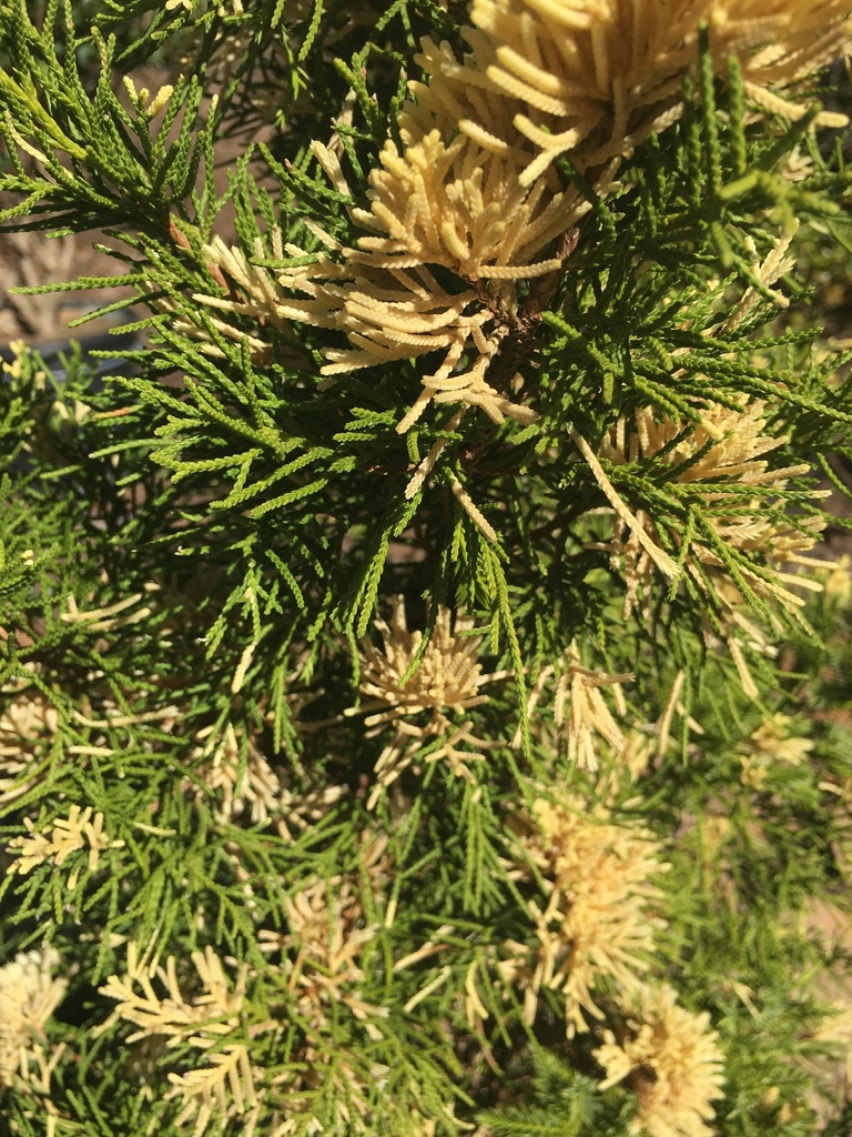 Variegated Hollywood Juniper - Torulosa Variegata - image 2