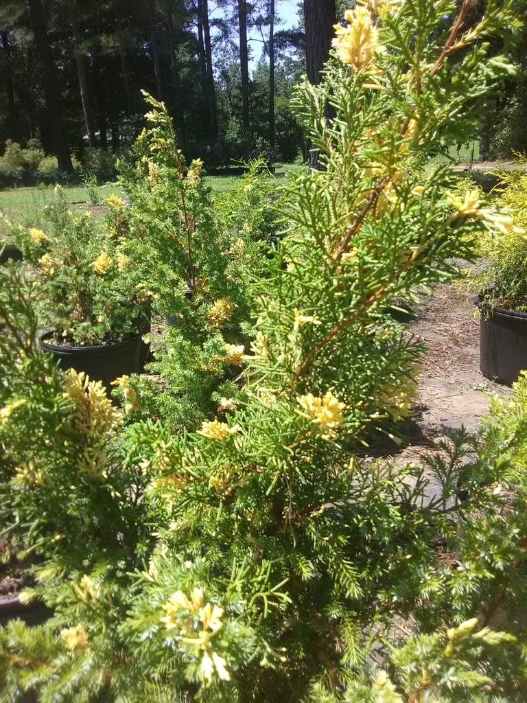 Variegated Hollywood Juniper - Torulosa Variegata - image 3