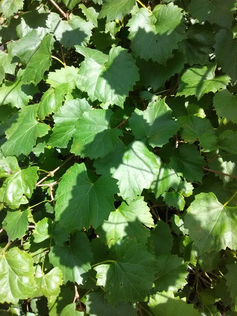 Chowan Muscadine Vine - Self-Fertile Grape - image 2