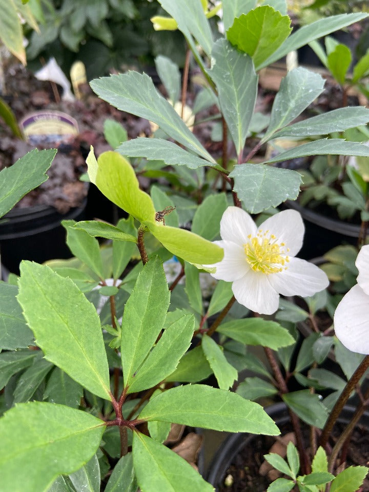 Jacob Lenten Rose (Helleborus niger 'Jacob') - image 2
