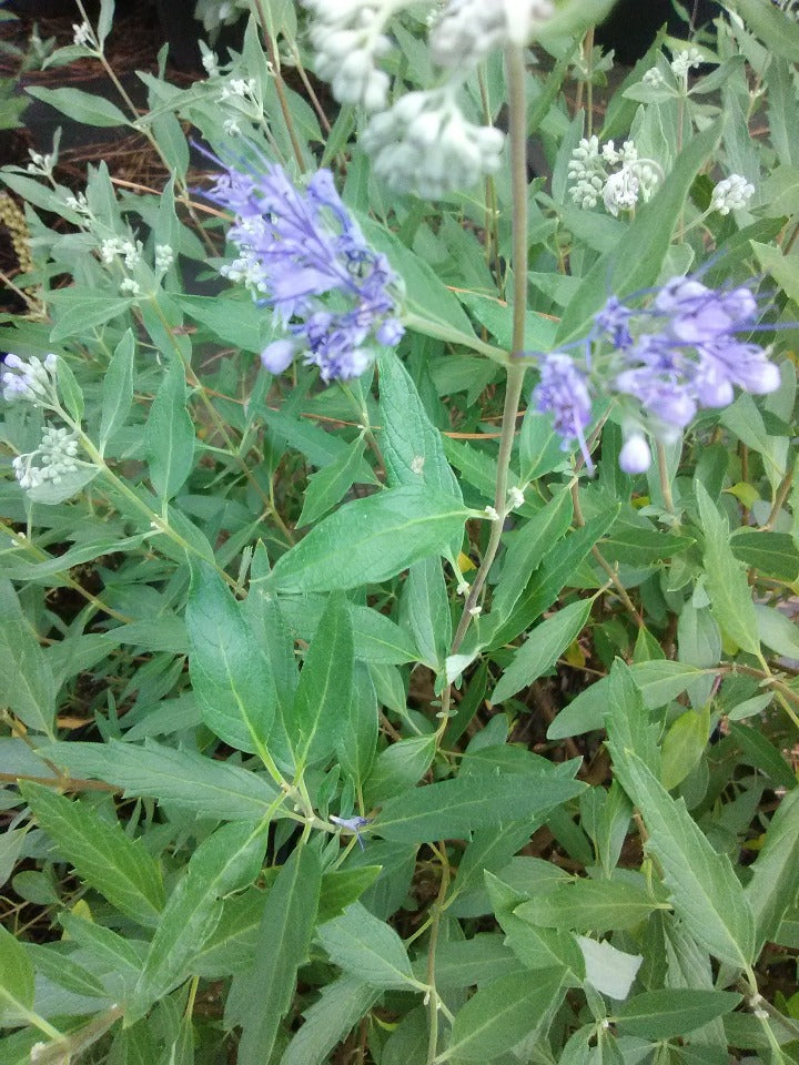Blue Mist Spirea 'Longwood Blue' (Caryopteris) - image 3