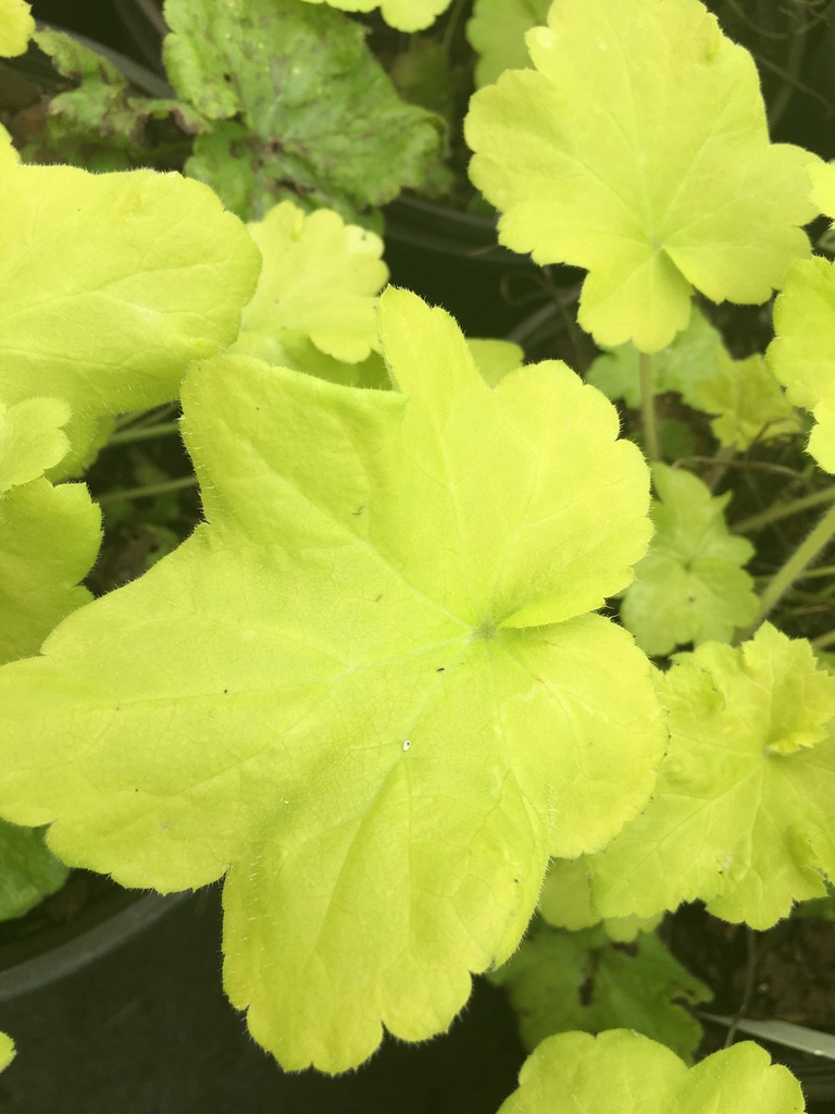 Citronelle Coral Bells (Heuchera 'Citronelle') - image 2