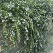 Creeping Rosemary | Prostrate Rosemary Groundcover - image 2