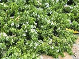 Creeping Rosemary | Prostrate Rosemary Groundcover - image 3