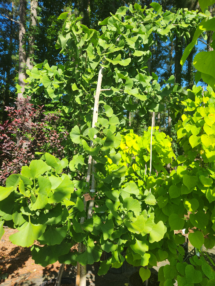 Princeton Sentry Ginkgo - Male Maidenhair Tree - image 2