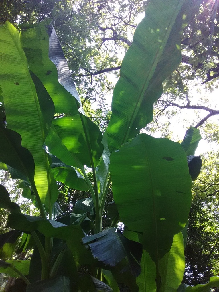 Japanese Hardy Banana (Musa basjoo) - Cold Hardy Tropical - image 2