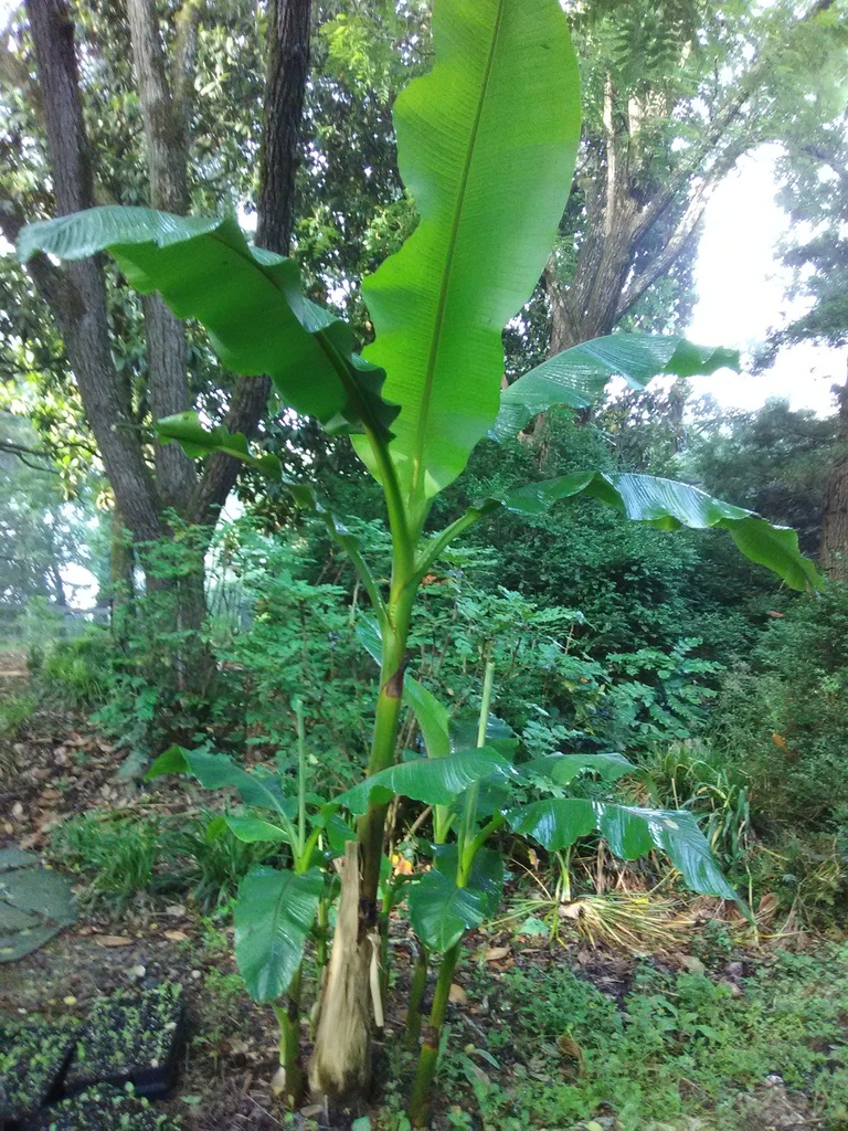 Japanese Hardy Banana (Musa basjoo) - Cold Hardy Tropical - image 3