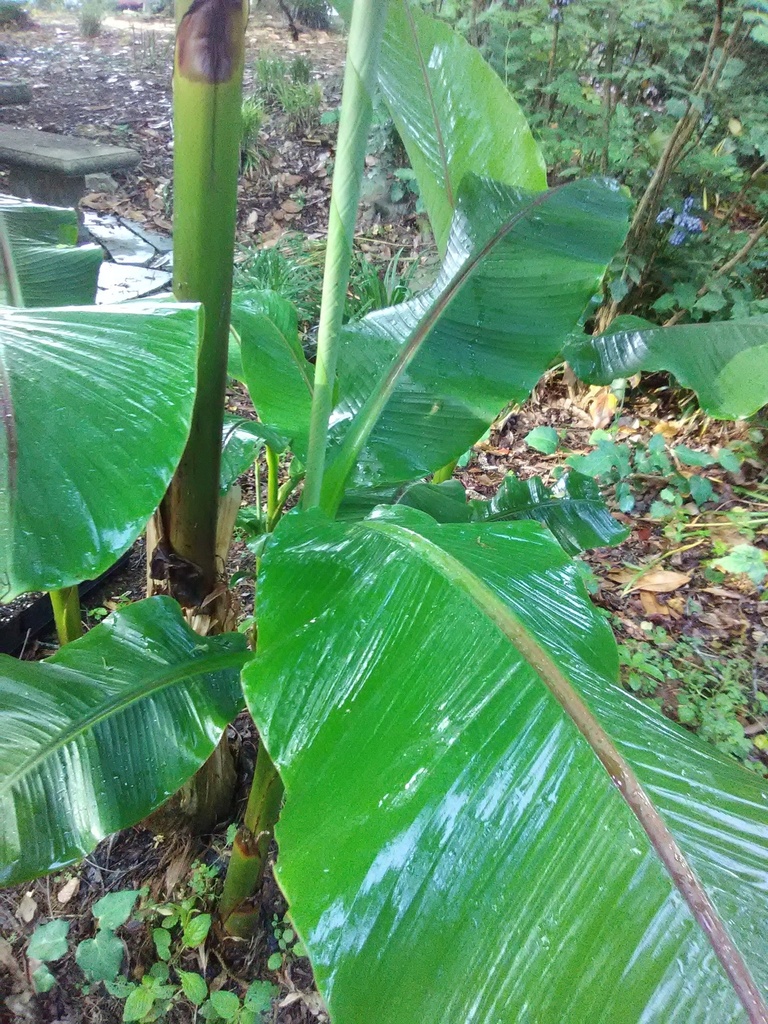 Japanese Hardy Banana (Musa basjoo) - Cold Hardy Tropical - image 4
