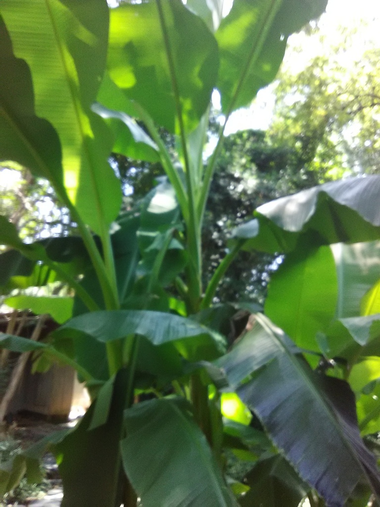 Japanese Hardy Banana (Musa basjoo) - Cold Hardy Tropical - image 5