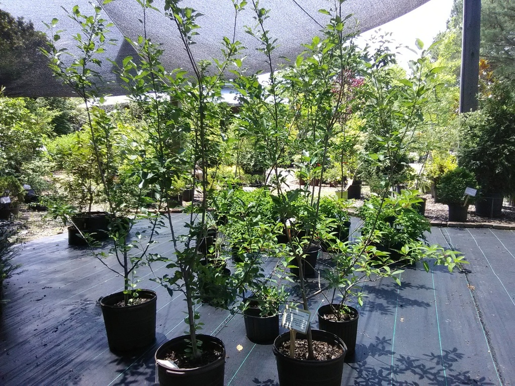 Gala Apple Tree (Semi-Dwarf) - image 2