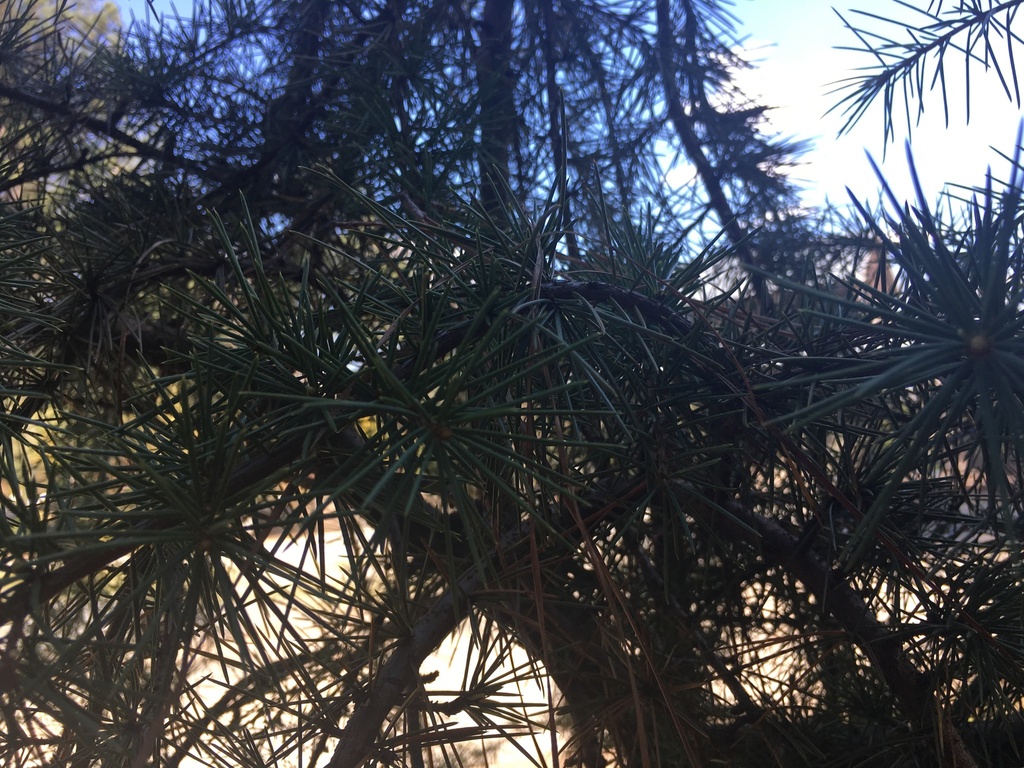 Weeping Deodar Cedar | Cedrus deodara 'Pendula' - image 2