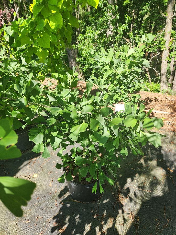 Saratoga Ginkgo Maidenhair Tree - Ginkgo biloba 'Saratoga' - image 2