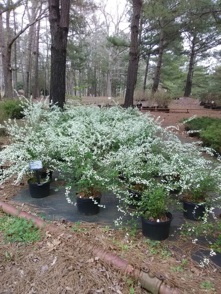 Bridal Wreath Spirea 'Snow Bells' (Spiraea prunifolia 'Plena') - image 2
