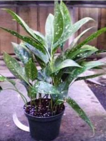 Milky Way Cast Iron Plant – Aspidistra elatior 'Milky Way' - image 2