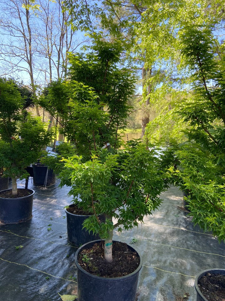 Shishigashira Japanese Maple - image 2