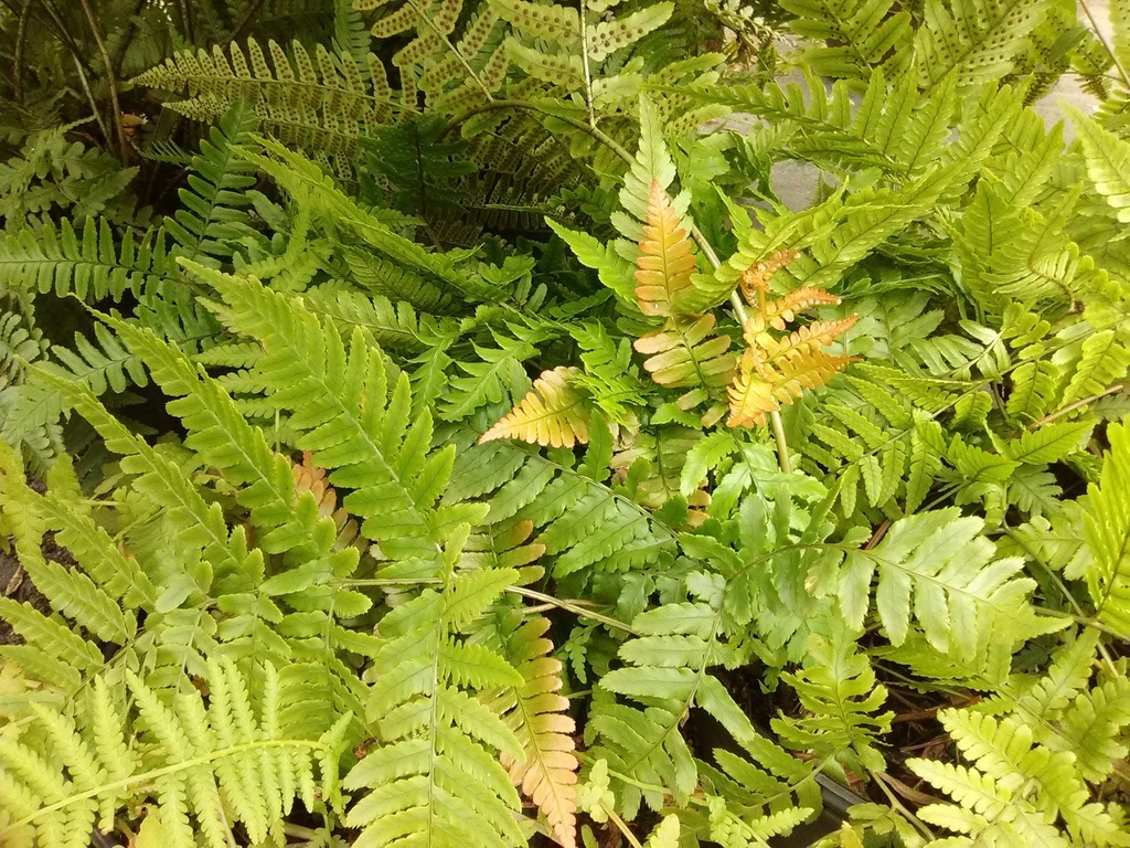 Brilliance Autumn Fern - Dryopteris erythrosora 'Brilliance' - image 2