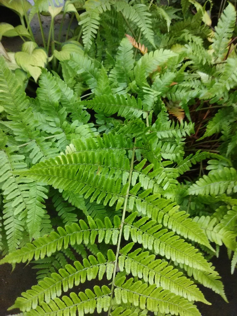 Brilliance Autumn Fern - Dryopteris erythrosora 'Brilliance' - image 3