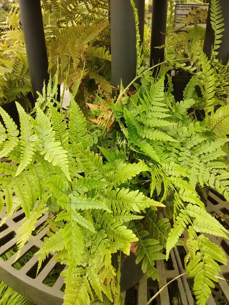 Brilliance Autumn Fern - Dryopteris erythrosora 'Brilliance' - image 4