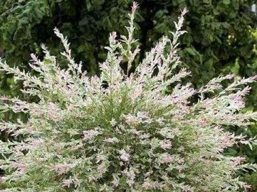 Dappled Willow (Salix integra 'Hakuro Nishiki') - image 3
