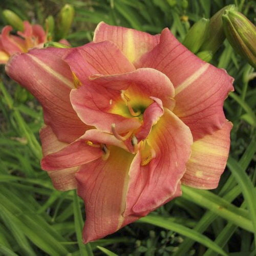 Louise Mercer Daylily - Salmon Pink Double Blooms - image 2