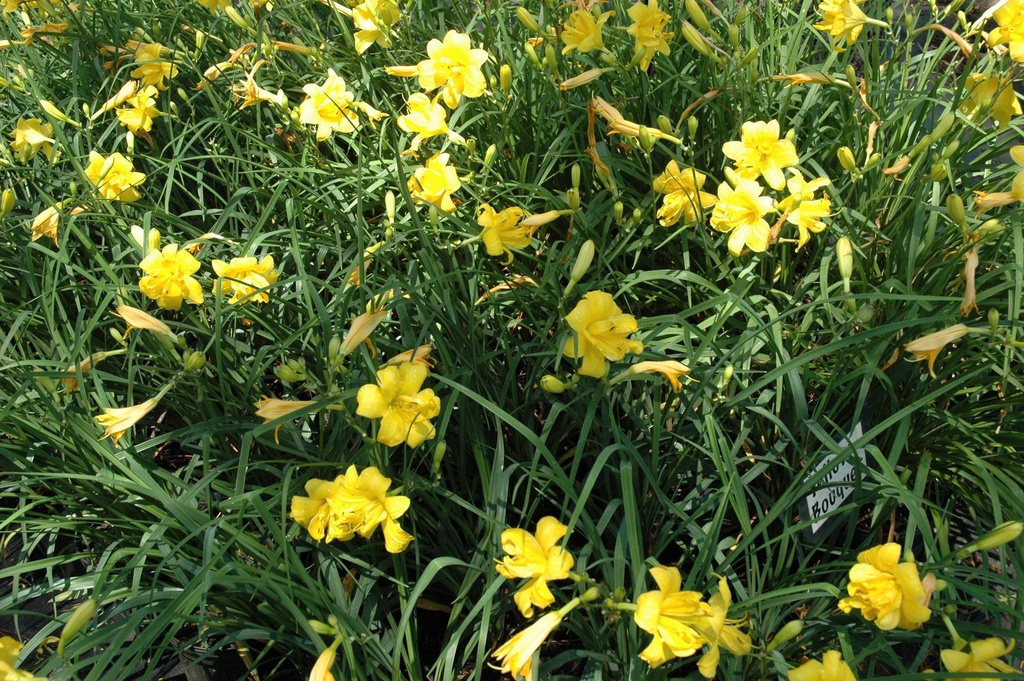 Yellow Bouquet Daylily - Double Bloom Reblooming Perennial - image 2