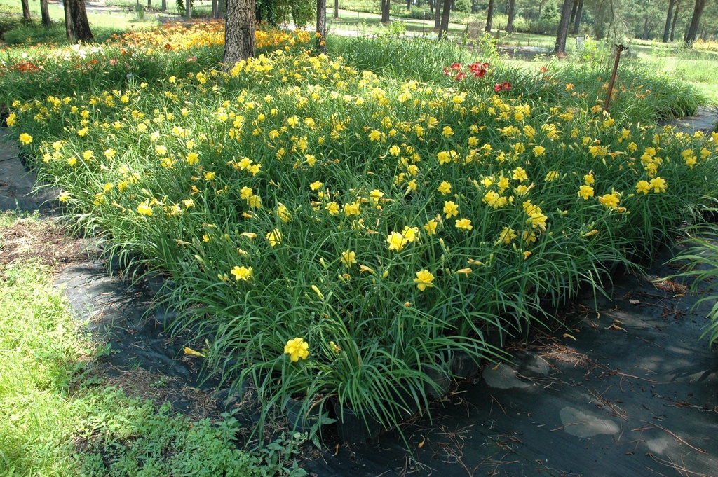 Yellow Bouquet Daylily - Double Bloom Reblooming Perennial - image 3