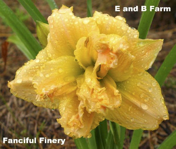 Fanciful Finery Daylily - Hemerocallis 'Fanciful Finery' - image 2
