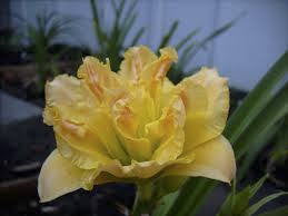 Fanciful Finery Daylily - Hemerocallis 'Fanciful Finery' - image 3