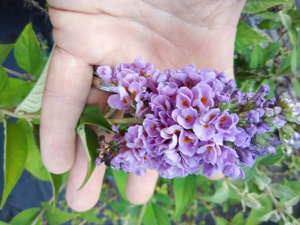 Blue Chip Butterfly Bush | Dwarf Buddleia - image 2