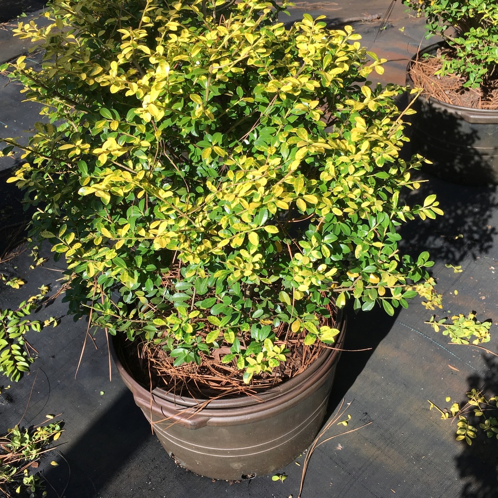 Golden Gem Japanese Holly | Ilex crenata 'Golden Gem' - image 2