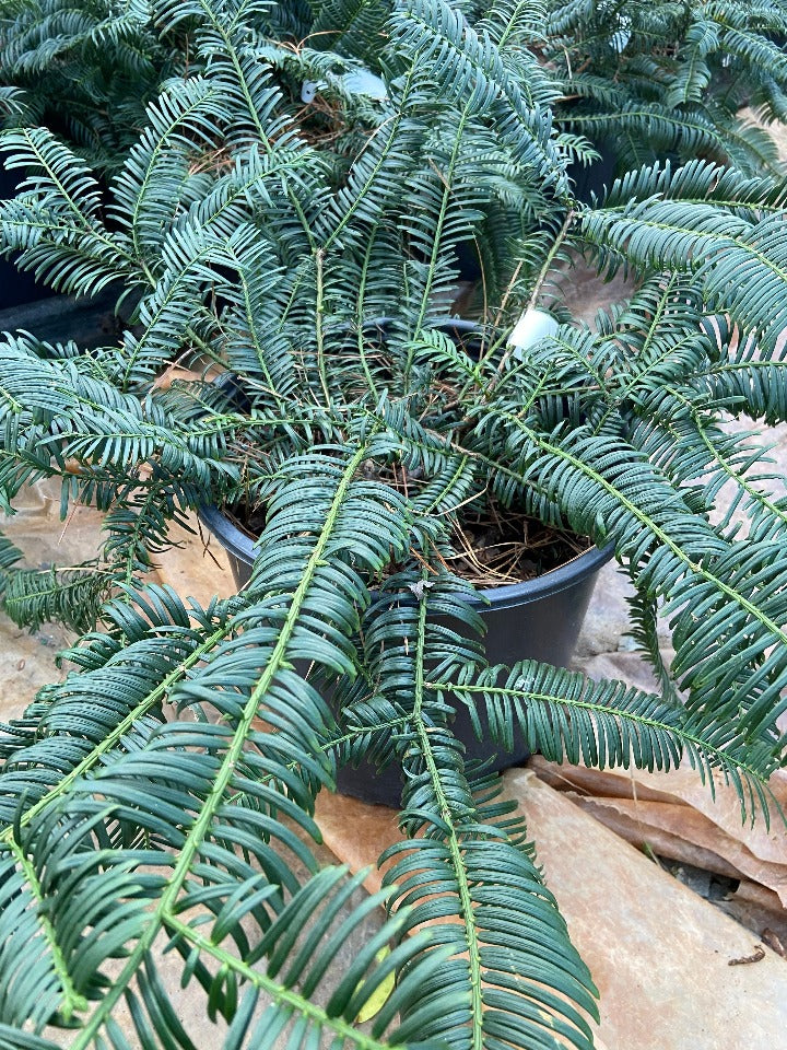 Mary Flemming Plum Yew - Deer Resistant Evergreen Shrub - image 2