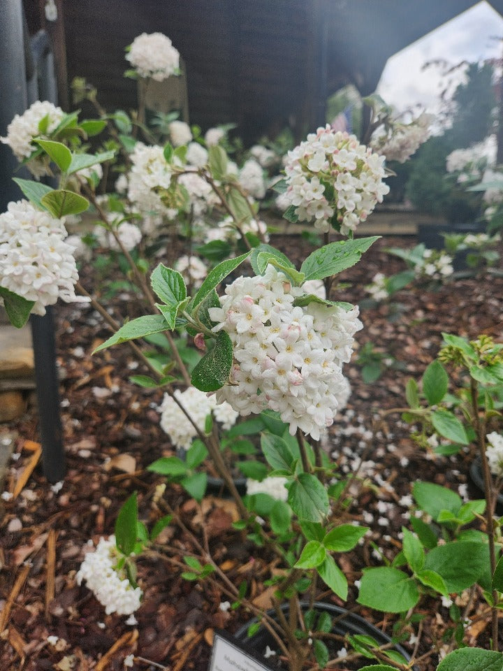Mohawk Burkwood Viburnum - Fragrant Flowering Shrub - image 2
